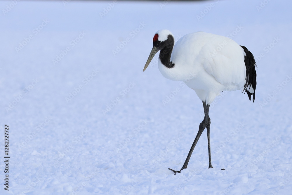 Obraz premium red-crowned crane