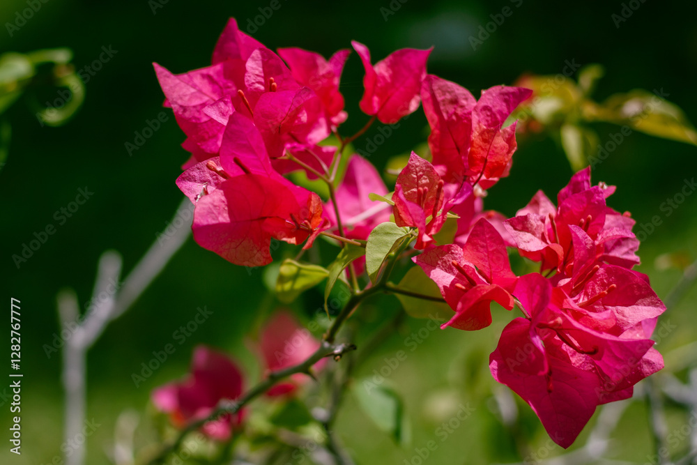 A Beautiful Flower With Soft Bokeh In The Background, Symbolizing Purity And Freshness In Nature A Beautiful Flower With Soft Bokeh In The Background, Symbolizing Purity And Freshness In Nature