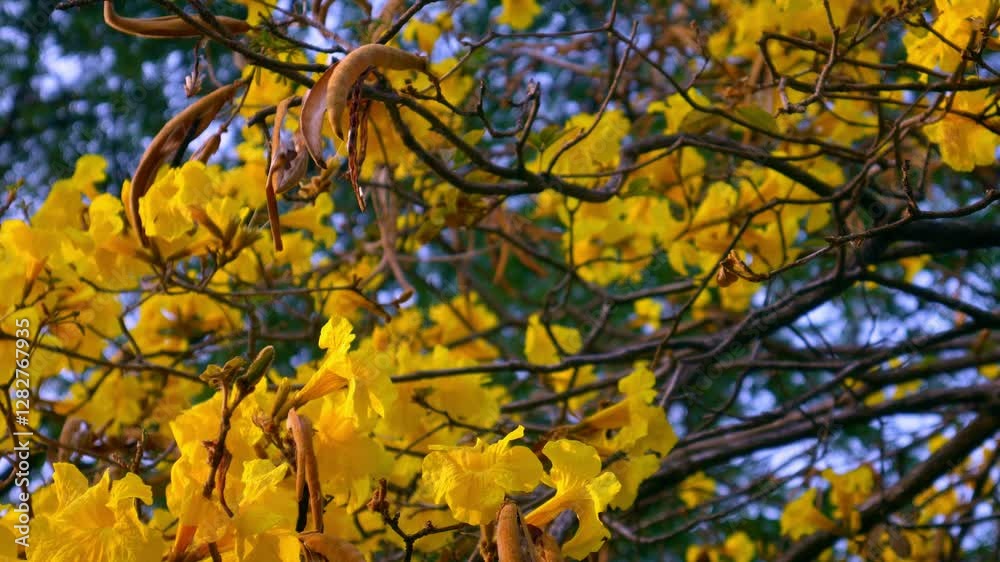 Beautiful blooming flower of Yellow Tabebuia aurea or Caribbean trumpet-tree. Beautiful blooming flower of Yellow Tabebuia aurea or Caribbean trumpet-tree.