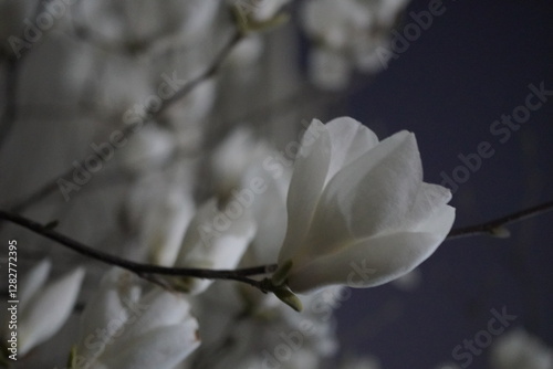 가까이 찍은 목련꽃