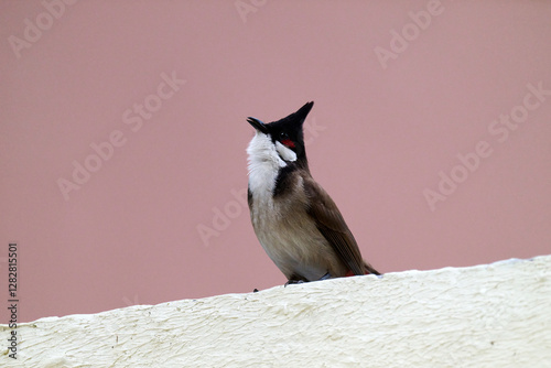 Canvas Print Red-whiskered Bulbul (Pycnonotus jocosus) perched on white wall against pinkish sky in Hong Kong