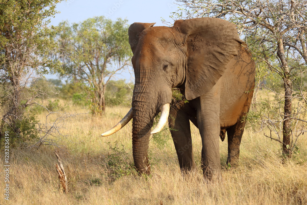 Fototapeta premium Afrikanischer Elefant / African elephant / Loxodonta africana..