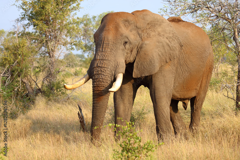 Afrikanischer Elefant / African elephant / Loxodonta africana.. Afrikanischer Elefant / African elephant / Loxodonta africana..