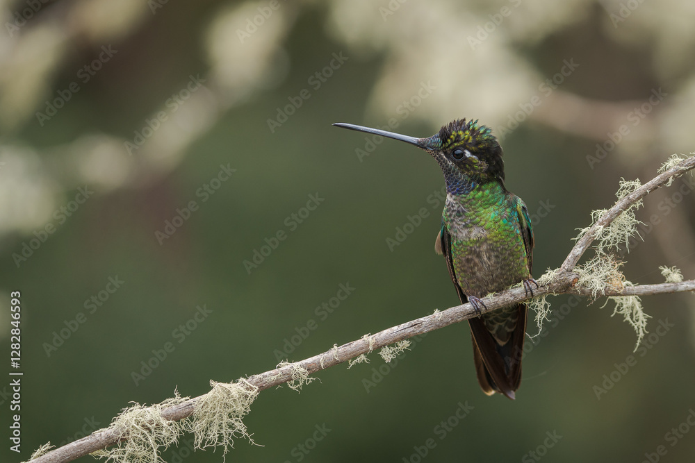 Obraz premium hummingbird on a branch in costa rica