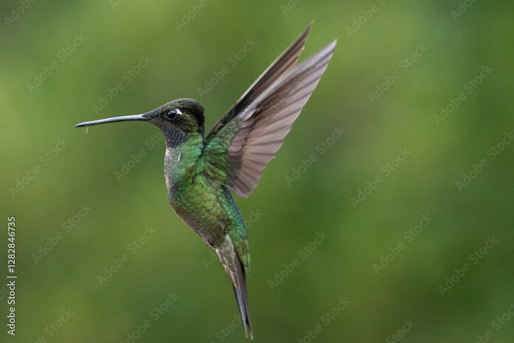 Fototapeta premium hummingbird in flight