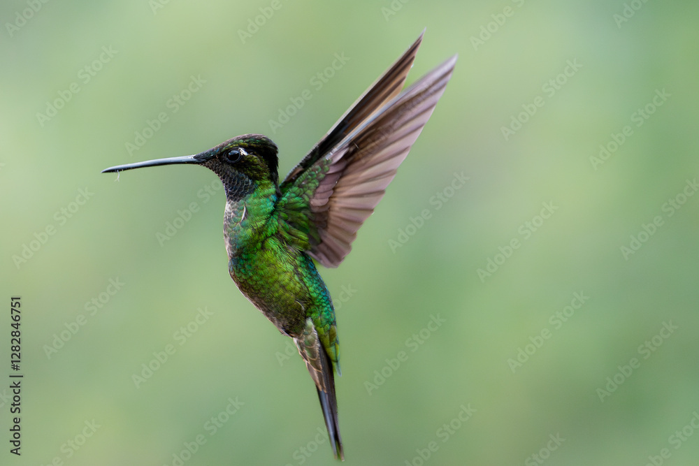Fototapeta premium hummingbird in flight
