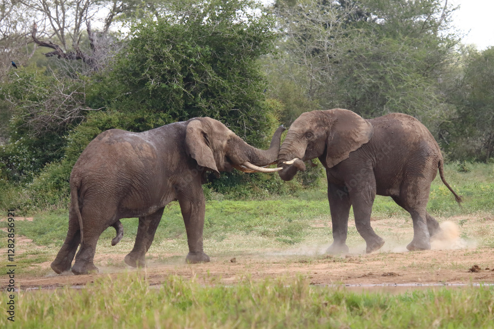 Fototapeta premium Afrikanischer Elefant / African elephant / Loxodonta africana.