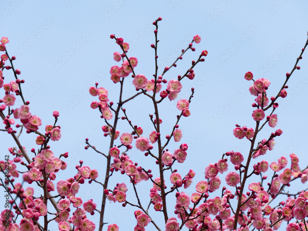 Pink Plum Blossom
Pink Plum Blossom