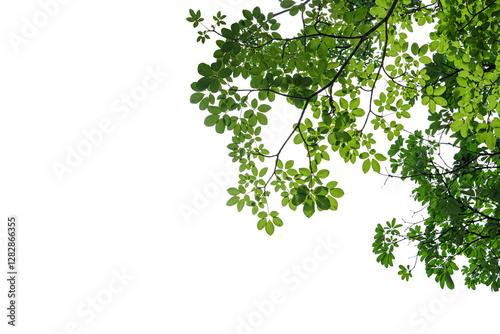 branch leaves or green leaf isolated. Tree Leaf Frame