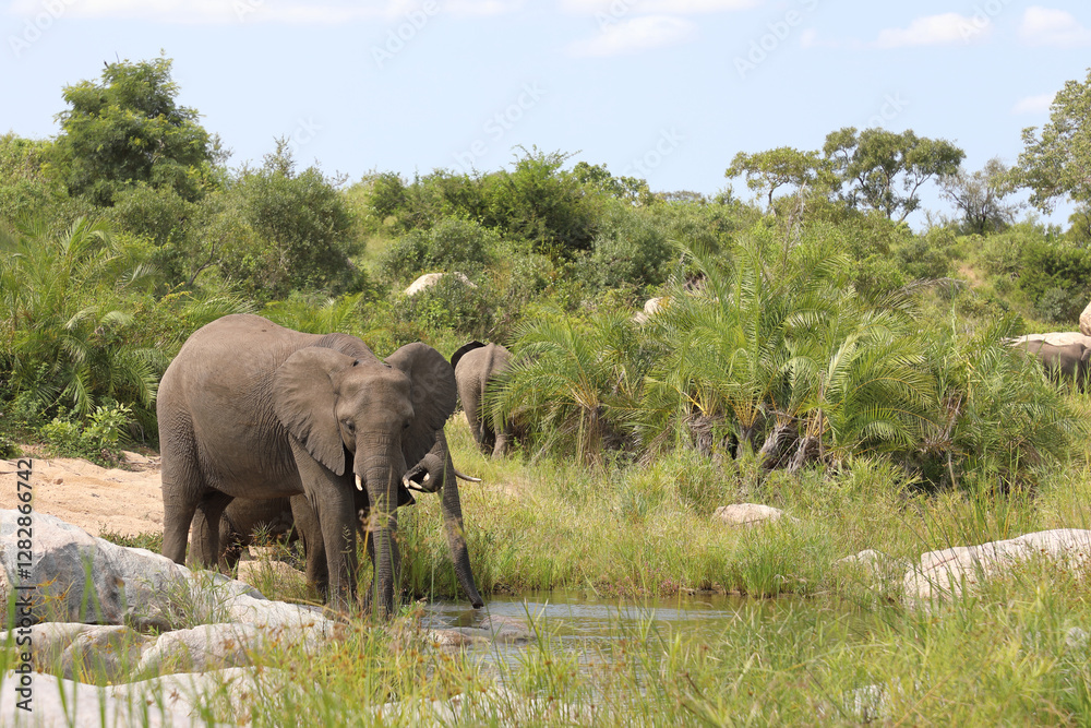 Fototapeta premium Afrikanischer Elefant im Biyamiti River/ African elephant in Biyamiti River / Loxodonta africana