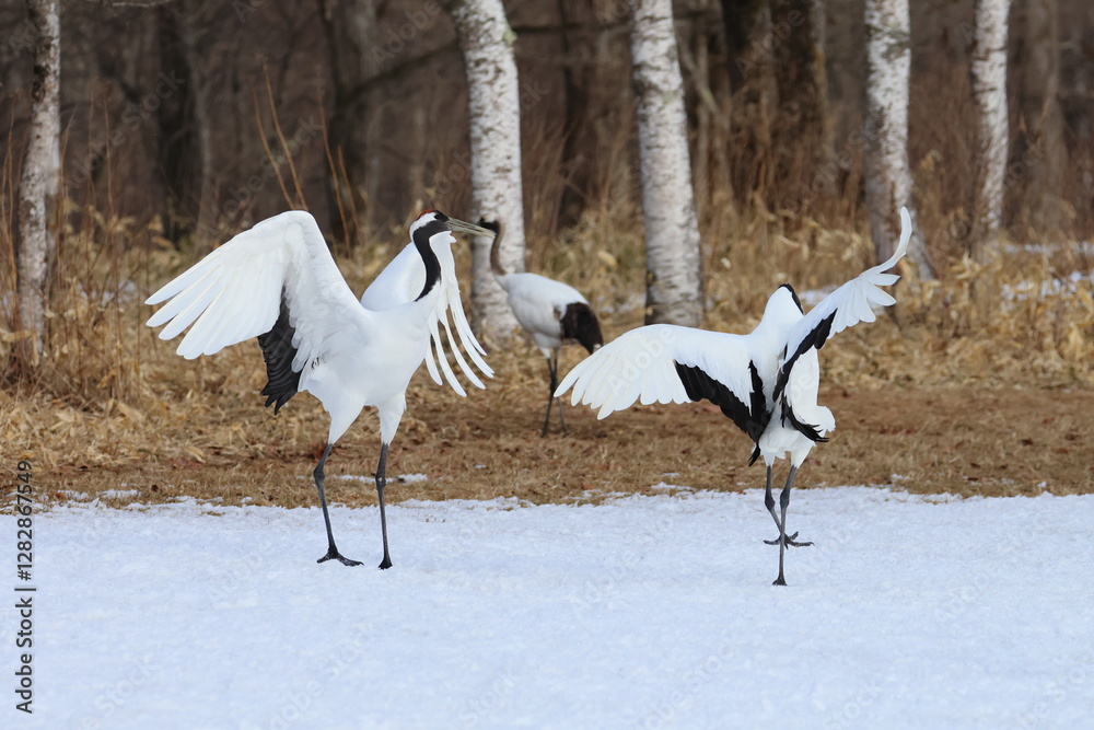 Obraz premium red-crowned crane