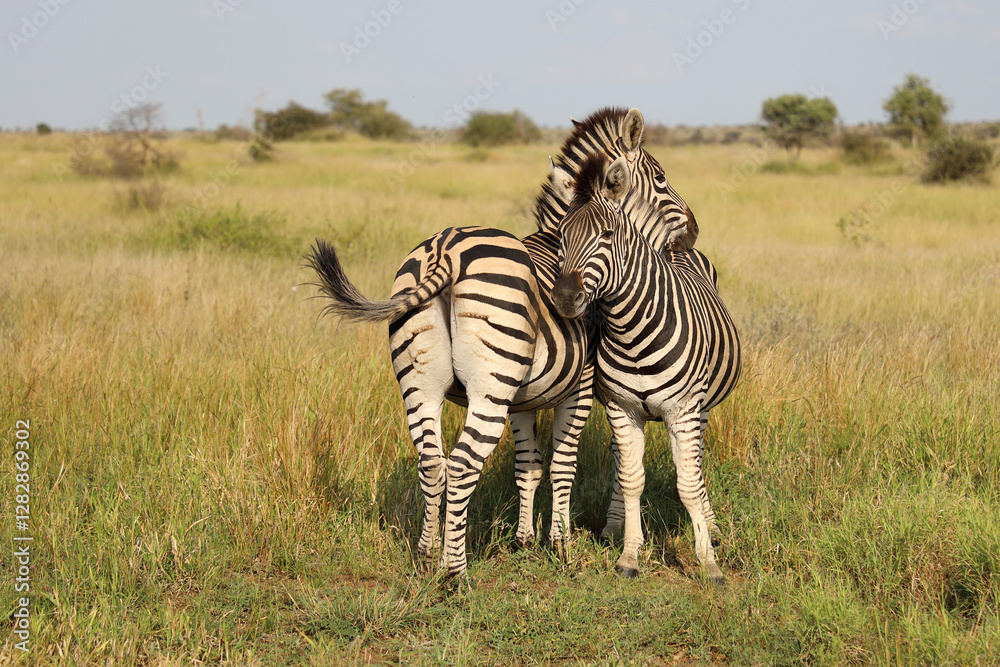 Fototapeta premium Steppenzebra / Burchell's zebra / Equus quagga burchellii