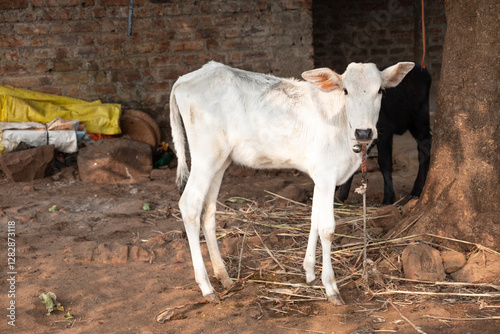 Beautiful little calf at dairy farm. Newborn baby cow, Small beautiful cute cow calf
