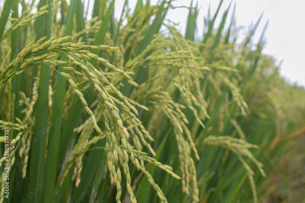 Close-up of seeds on rice cobs. Beautiful golden rice fields and rice cobs. Fresh background with green leaves. Close-up of seeds on rice cobs. Beautiful golden rice fields and rice cobs. Fresh background with green leaves.