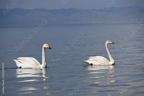 Fototapeta Naklejka Na Ścianę i Meble -  swans on the lake