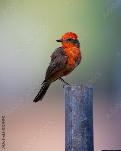 vermilion fly catcher photo