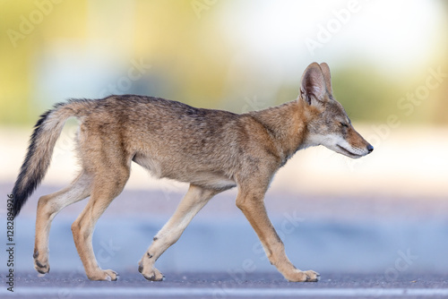 coyote walking