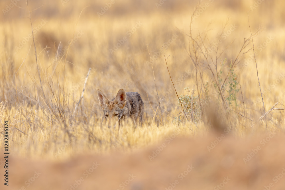 coyote through the tall grass coyote through the tall grass