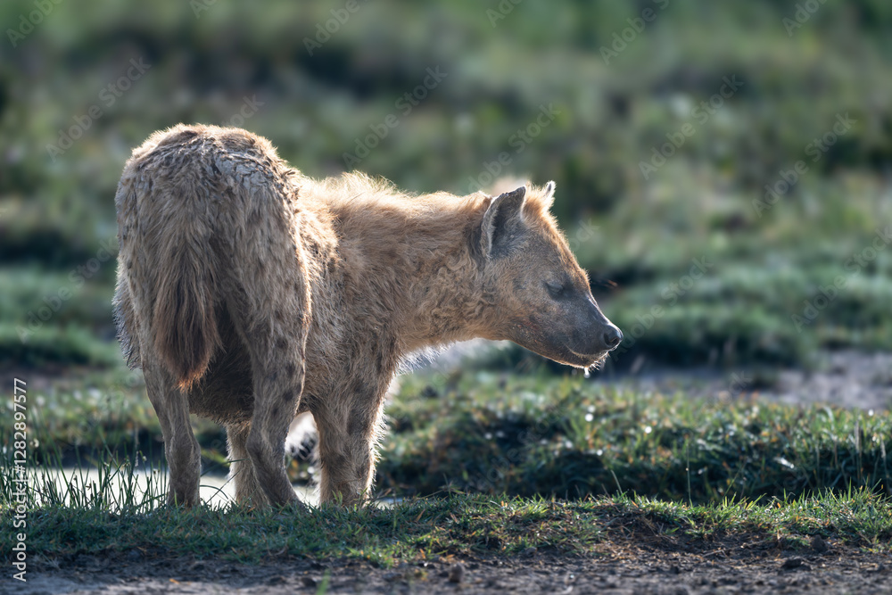 Obraz premium spotted hyenas in savanna, serengeti national park, tanzania