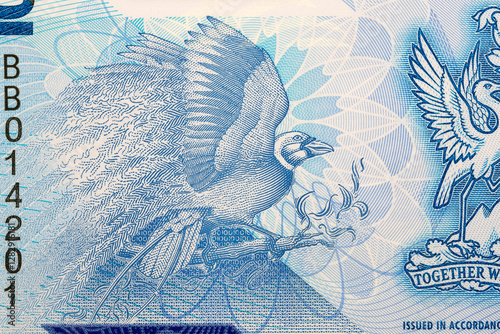 Greater bird-of-paradise from money of Trinidad and Tobago.
