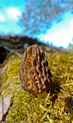 Morchella is a delicacy mushroom. It grows in the forest in spring. The mushroom is brown. photo