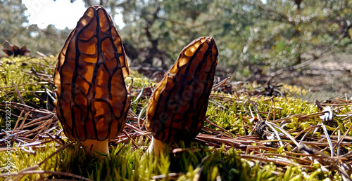 Morchella is a delicacy mushroom. It grows in the forest in spring. The mushroom is brown. photo