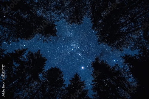 Starry night sky through forest canopy (5) photo
