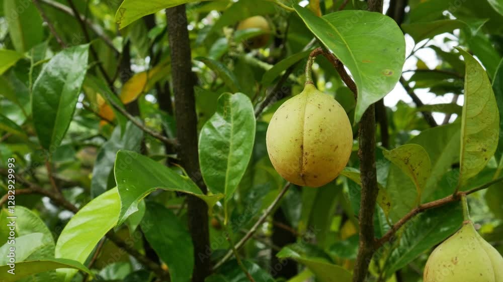 Close-up Yellow nutmeg fruits hang from tree branches with thick green leaves blowing in the wind. Nutmeg is often used for medicinal purposes, cooking and food. Close-up Yellow nutmeg fruits hang from tree branches with thick green leaves blowing in the wind. Nutmeg is often used for medicinal purposes, cooking and food.