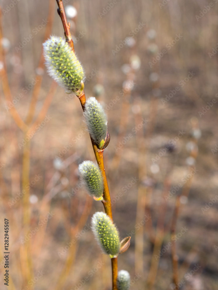 willow with buds in spring close up willow with buds in spring close up