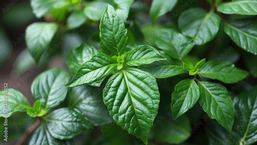 Close-up of lush green leaves with textured surfaces and varying shades of green, depicting a healthy plant in a natural setting. Close-up of lush green leaves with textured surfaces and varying shades of green, depicting a healthy plant in a natural setting.