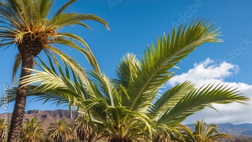 Wallpaper Mural Palm trees against a clear blue sky with fluffy clouds in a tropical landscape setting during daytime. Torontodigital.ca