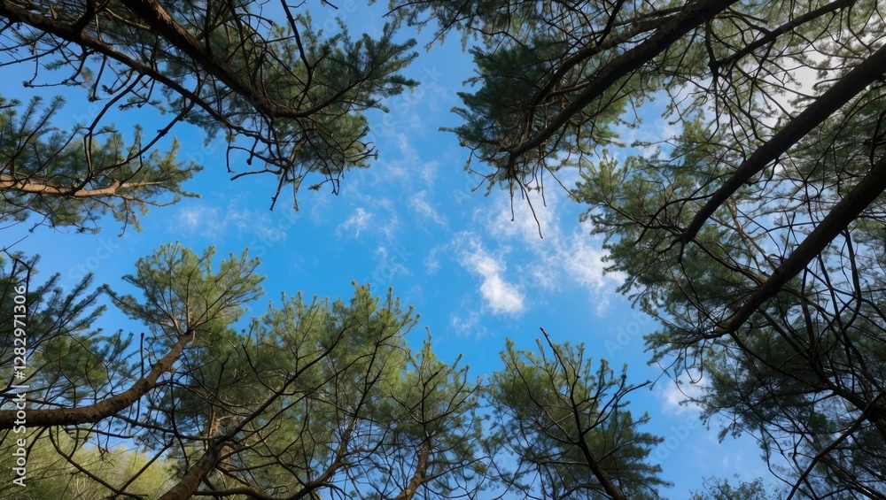View of green pine tree tops against a bright blue sky with scattered clouds seen from below in a wooded area. View of green pine tree tops against a bright blue sky with scattered clouds seen from below in a wooded area.