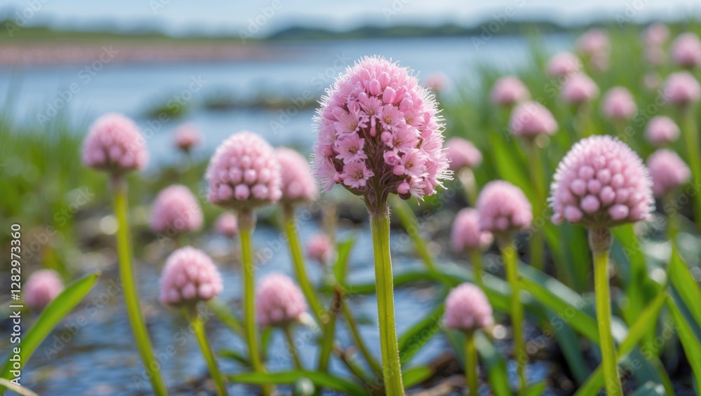 Wetland flora featuring clusters of pink round flowers among green foliage near a lake with blurred background and blue sky. Wetland flora featuring clusters of pink round flowers among green foliage near a lake with blurred background and blue sky.