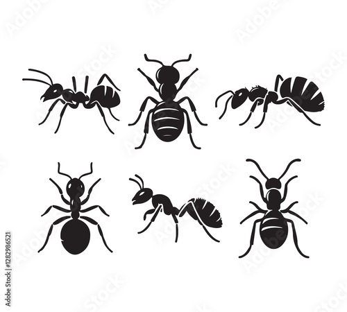 Ant  