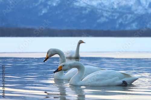 Fototapeta Naklejka Na Ścianę i Meble -  whooper swan