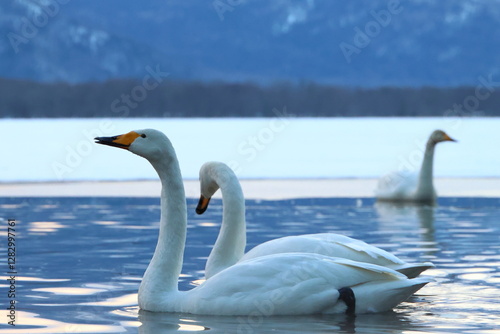 Fototapeta Naklejka Na Ścianę i Meble -  whooper swan