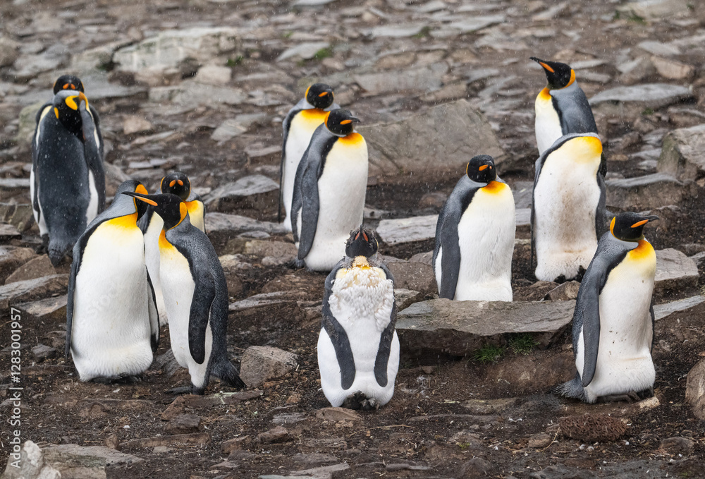 Obraz premium king penguin photography falklands in port Stanley