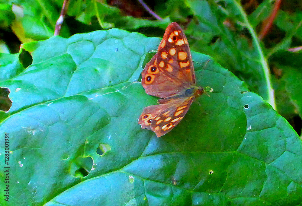 Fototapeta premium photographie d'un papillon orange posé sur une grande feuille verdoyante 