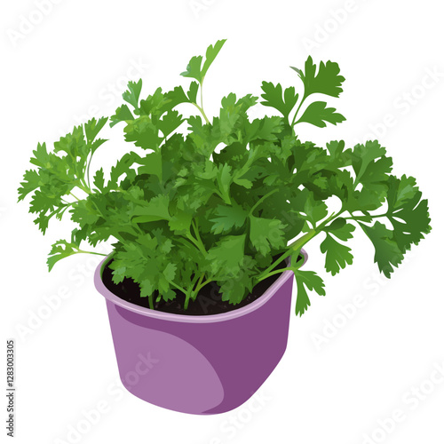 Parsley on white vector  illustration