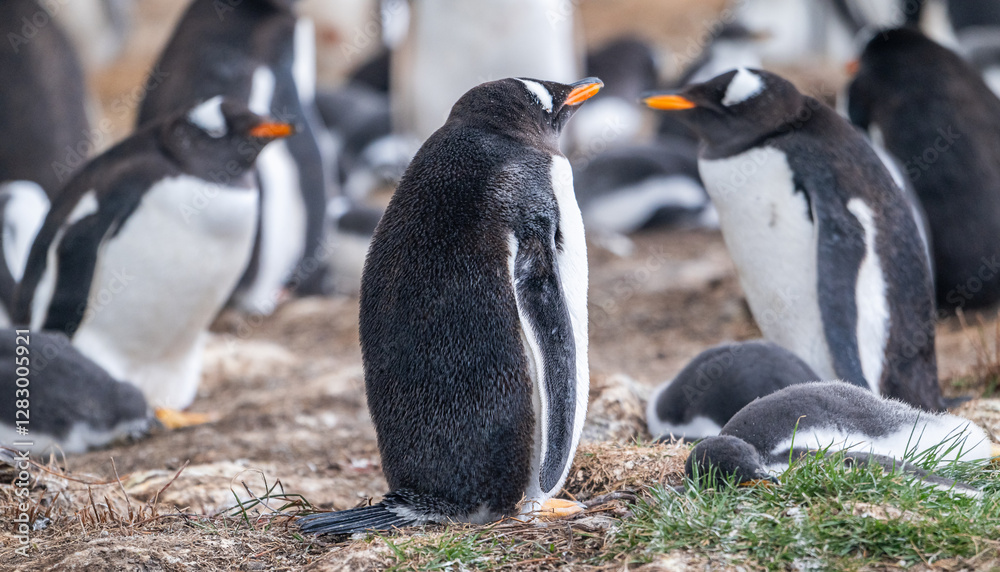 Fototapeta premium Gentoo penguins and rookery with chicks and eggs in port Stanley Falklands
