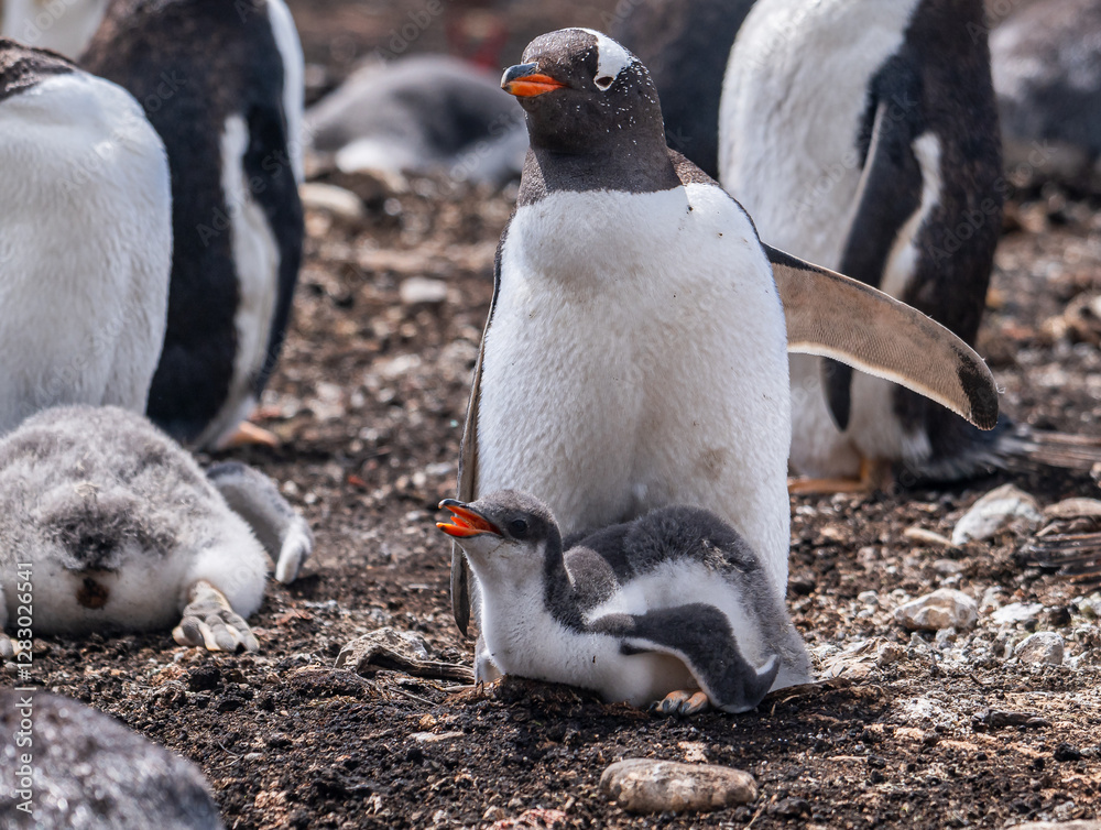 Naklejka premium Gentoo penguins and rookery with chicks and eggs in port Stanley Falklands