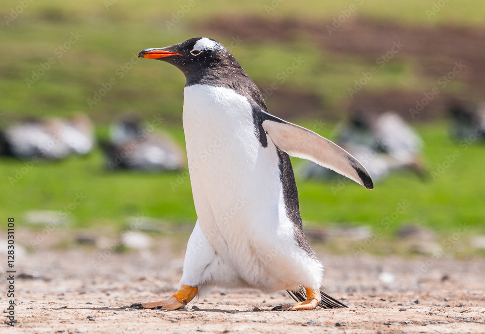 Naklejka premium Gentoo penguins and rookery with chicks and eggs in port Stanley Falklands