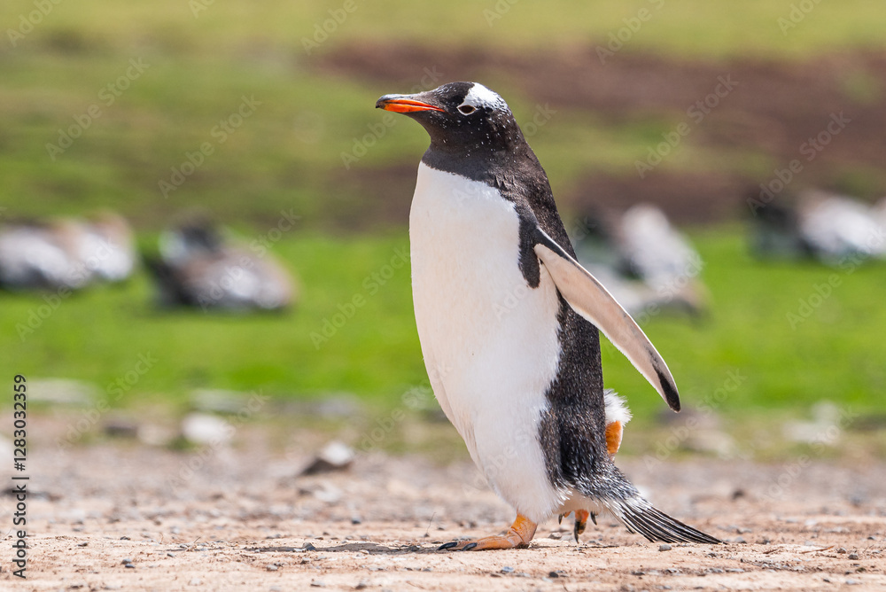 Naklejka premium Gentoo penguins and rookery with chicks and eggs in port Stanley Falklands