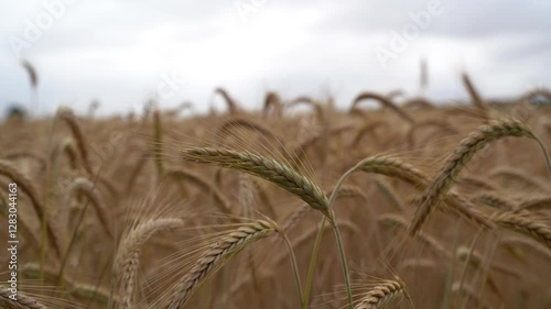 Barley on a cloudy day in summer 