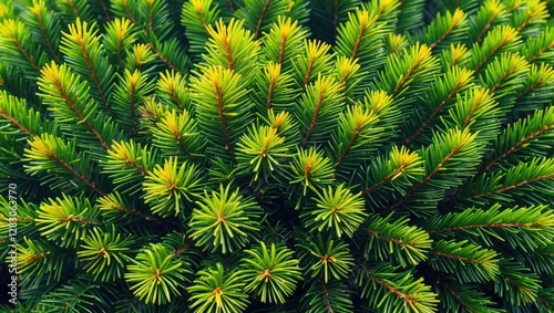 Lush green and yellow fir needles forming a dense bush with vibrant colors against a natural green background showcasing botanical beauty.