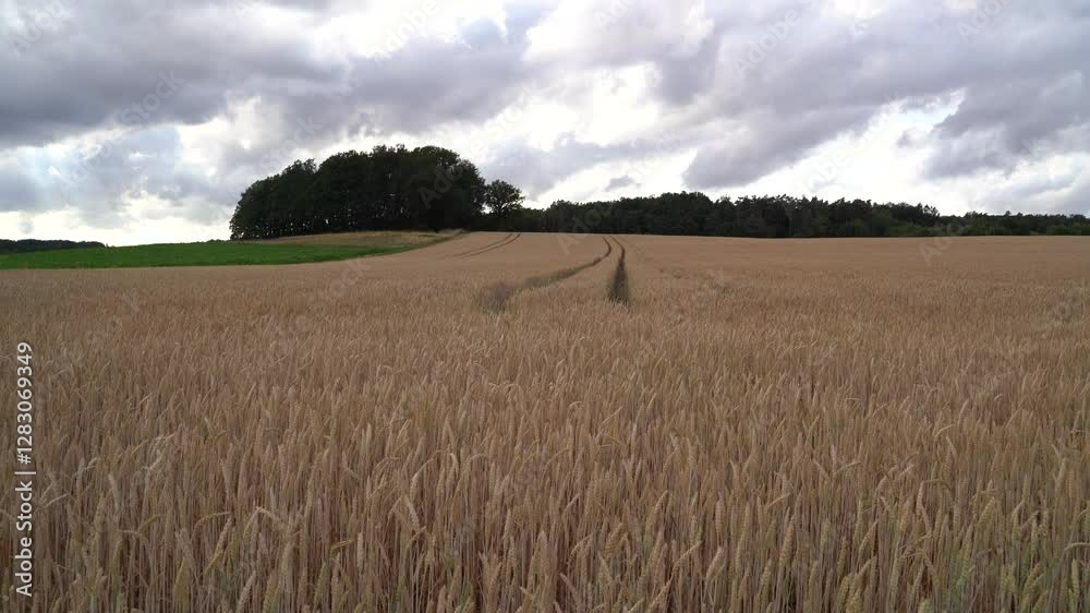 Wheat field on a windy and cloudy day Wheat field on a windy and cloudy day