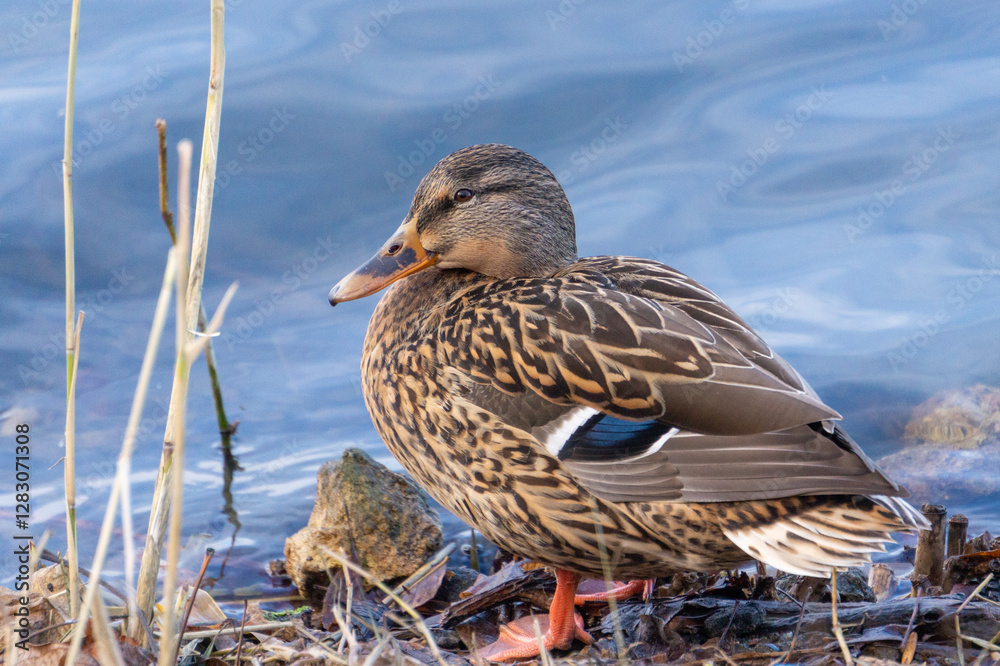 Fototapeta premium Wild duck near water