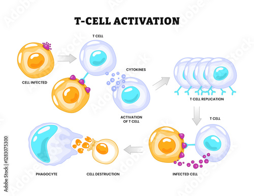 T-cell activation process diagram poster healthcare, activation of leukocytes, T-cell encounters its cognate antigen on infected cell, immune response, labeled phagocyte, t-cell replication, infected.