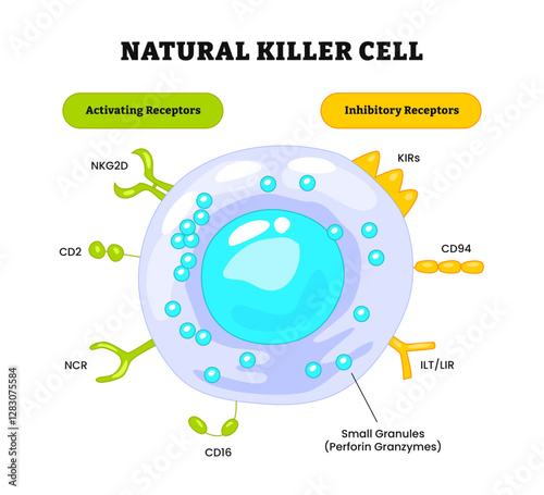 Natural killer cell structure anatomy diagram, medical poster, NK cell receptors.Structure and anatomy of large granular lymphocytes (LGL), human immune system, labeled granule, activating, inhibitory
