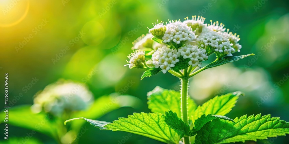 Close-up of blooming marshmallow plant showing delicate flowers and vibrant green leaves Close-up of blooming marshmallow plant showing delicate flowers and vibrant green leaves